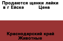 Продаются щенки лайки в г.Ейске ,2016 › Цена ­ 3 000 - Краснодарский край Животные и растения » Собаки   . Краснодарский край